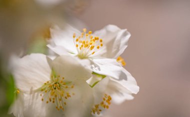 Yağmur ormanlarında, Philadelphia Coronarius 'un çiçek açan dalı.