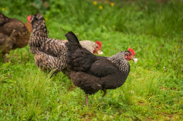Κατοικίδια Κοτόπουλα Μια Αγροτική Αυλή — Φωτογραφία Αρχείου