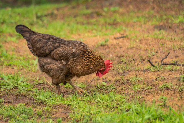 Κατοικίδια Κοτόπουλα Μια Αγροτική Αυλή — Φωτογραφία Αρχείου