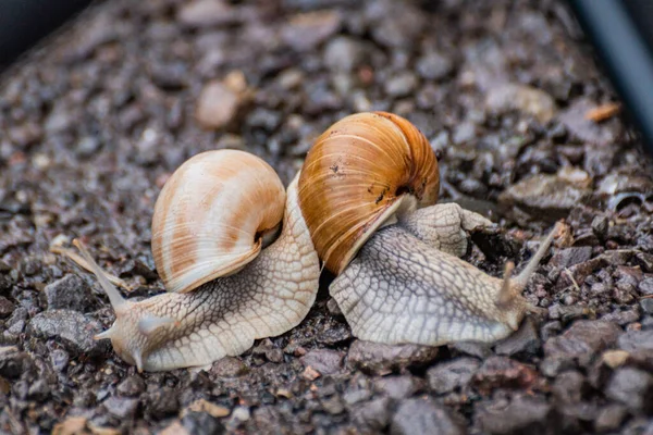 Forest Snails Rain — Stock Photo, Image