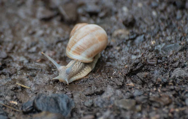 Forest Snails Rain — Stock Photo, Image