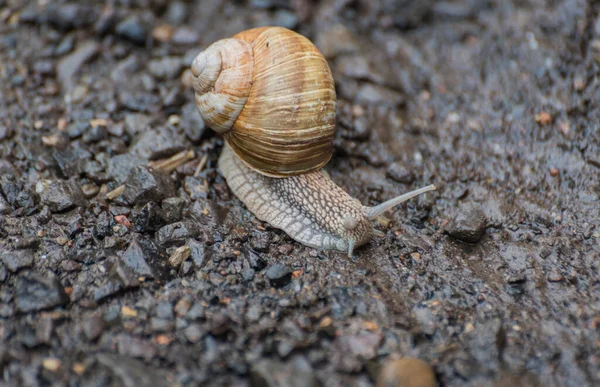 Forest Snails Rain — Stock Photo, Image