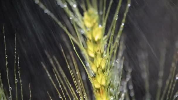 Колосок Пшеницы Каплями Дождя — стоковое видео