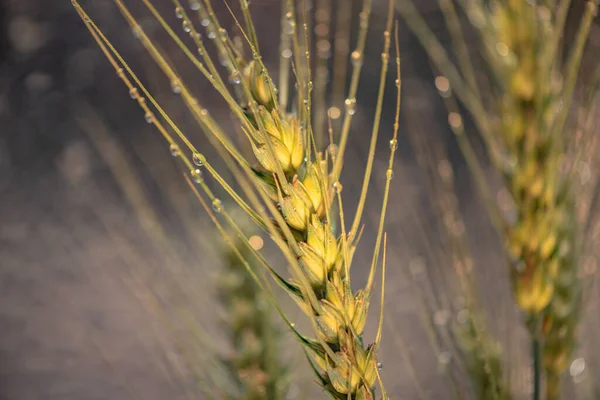 Spikelet Wheat Raindrops — Stock Photo, Image