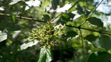Güneş ışınlarında yuvarlak terk edilmiş Dogwood.