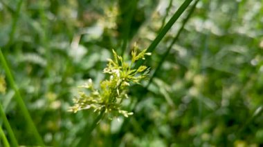 Cyperus bir dağ ormanında çiçek açar.