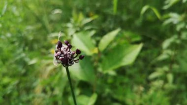 Allium Scorodoprasum bir dağ ormanında çiçek açtı.