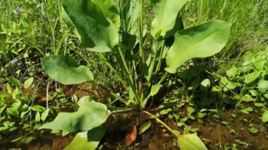 Dağ ormanlarındaki su birikintisindeki Alizma bitkisi.