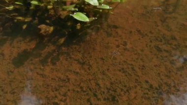 Güneşli bir günde suyun yüzeyindeki doğal koşullarda gölet yürüyüşçüleri