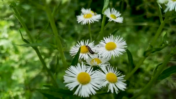 Delicate Field Daisies Bug — Stock Video