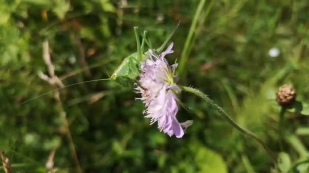 Grasshopper Seu Ambiente Natural — Vídeo de Stock