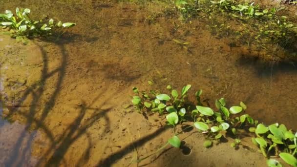 阳光灿烂的日子里 水面上自然条件下的池塘前锋 — 图库视频影像