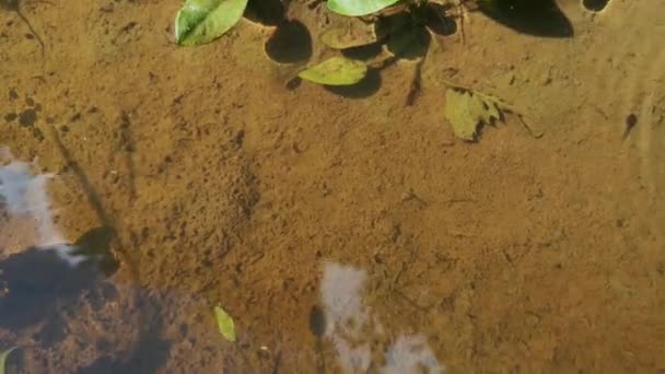 Rybník Přirozených Podmínkách Hladině Vody Slunečného Dne — Stock video