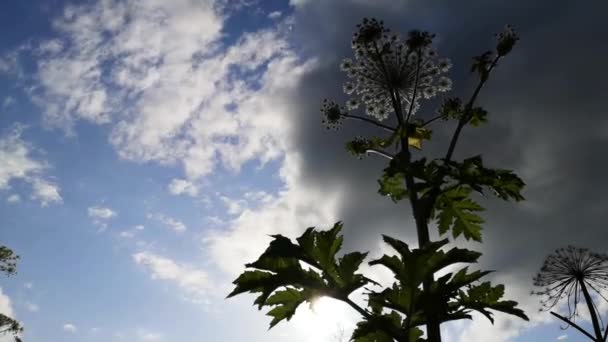 Časová Kola Jedovatým Rostlinným Chaluhami Proti Obloze — Stock video