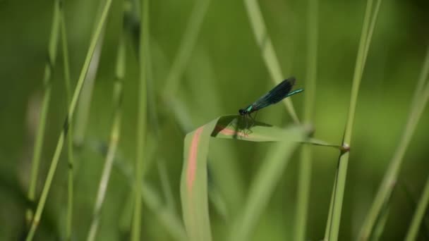 Dragonfly Its Natural Habitat — Stock Video