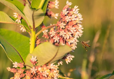 Arı Asclepias syriaca 'dan nektar toplar.
