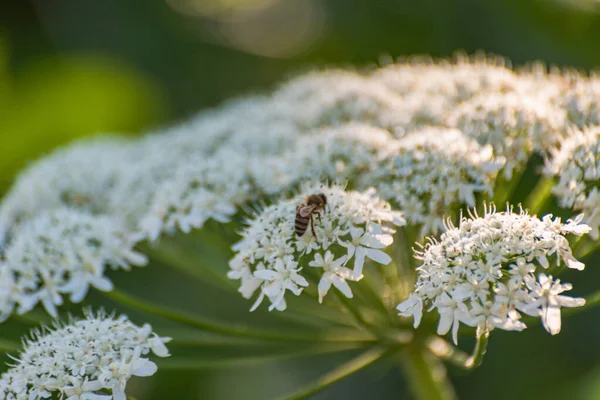 Poisonous Plant Hogweed Blooming Summer — Stock Photo, Image
