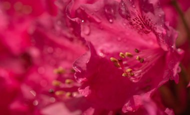 Parlak gün ışığında çiçek açan rhododendron