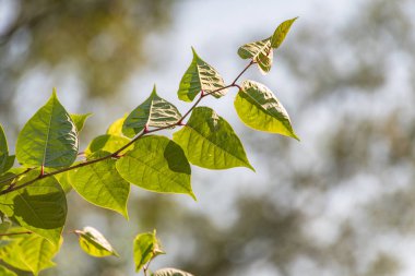 Fallopia sakhalinensis, nehrin yanında.