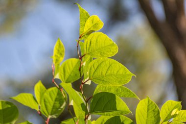 Fallopia sakhalinensis, nehrin yanında.