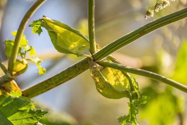 Planta Venenosa Hogweed Verão — Fotografia de Stock
