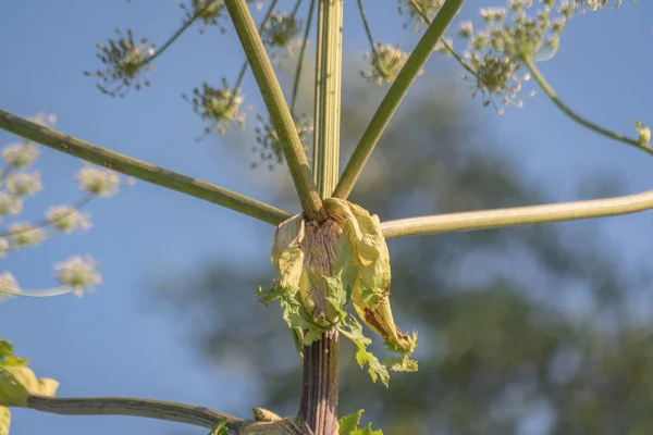 Planta Venenosa Hogweed Verão — Fotografia de Stock