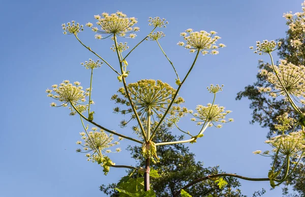 stock image Poisonous plant hogweed blooming in summer