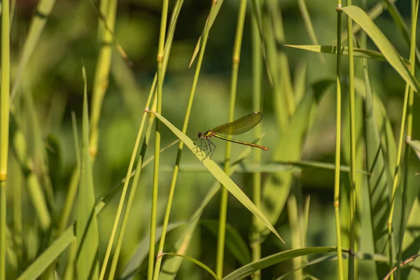 Dragonfly Природному Середовищі Існування — стокове фото