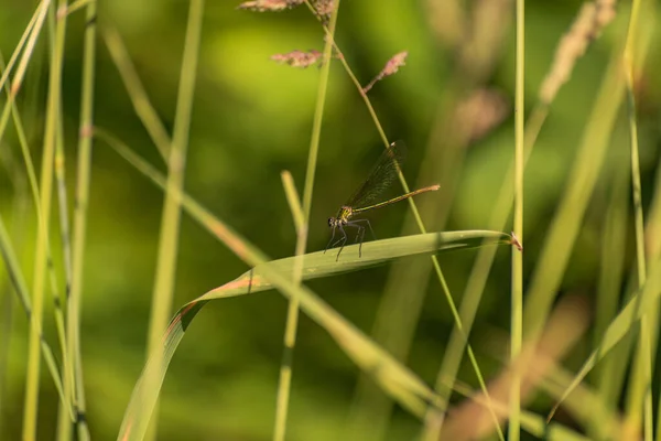 Libelle Ihrem Natürlichen Lebensraum — Stockfoto