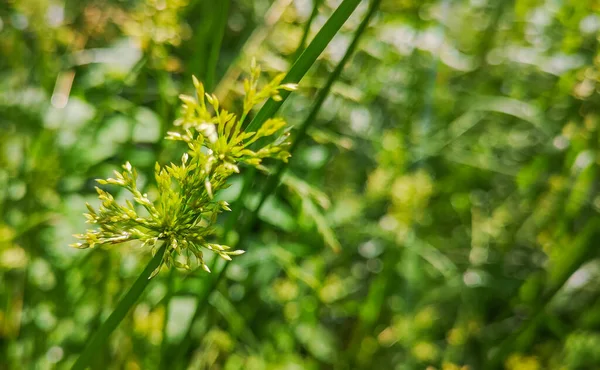 Cyperus Blooms Mountain Forest — Stock Photo, Image