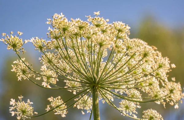 Poisonous Plant Hogweed Blooming Summer Stock Picture