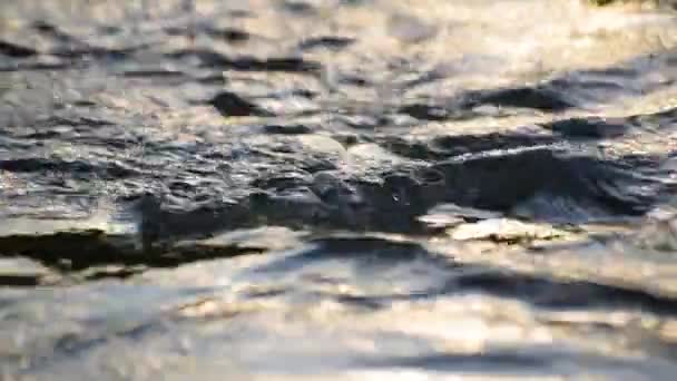 夕暮れ時の山河の水面 — ストック動画