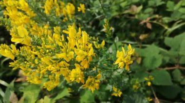 Dağ Ormanı 'ndaki Genista Tinctoria