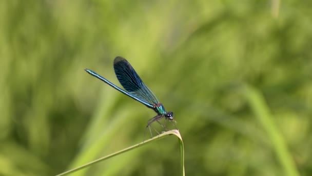 Dragonfly Στο Φυσικό Της Περιβάλλον — Αρχείο Βίντεο