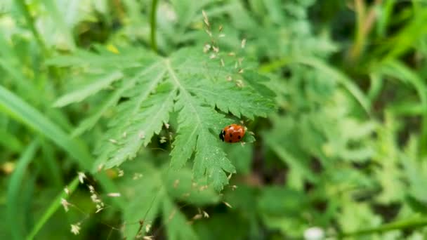 Ladybug Στο Φυσικό Του Περιβάλλον — Αρχείο Βίντεο