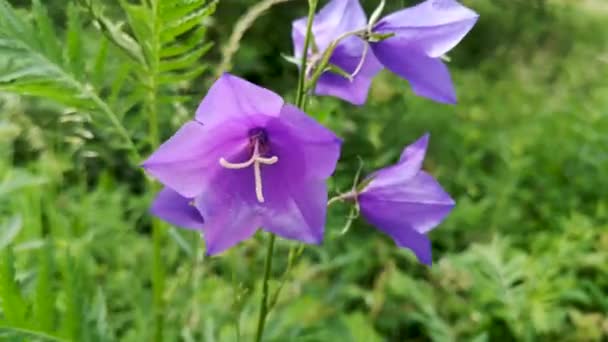Campanula Rotundifolia Blüht Auf Einer Sommerwiese — Stockvideo