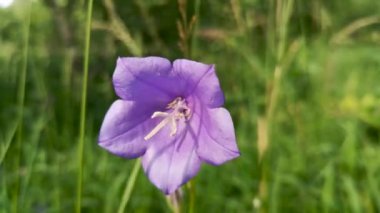 Campanula rotundifolia yaz çayırında çiçek açar.