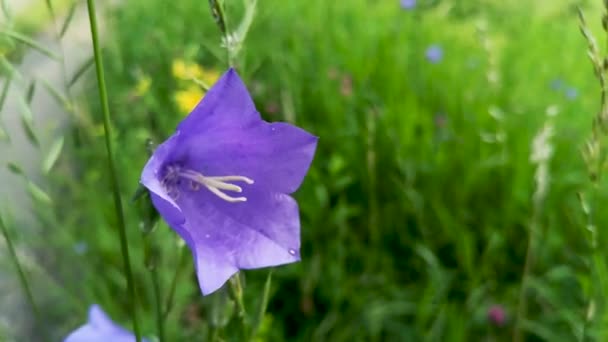 Campanula Rotundifolia Blüht Auf Einer Sommerwiese — Stockvideo