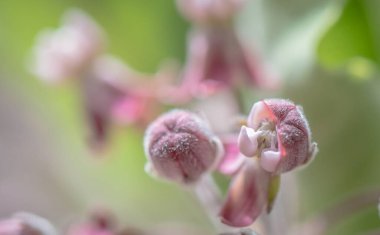 Asclepias syriaca 'nın pastel renklerle yakın plan görüntüsü
