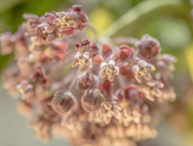 Asclepias syriaca 'nın pastel renklerle yakın plan görüntüsü