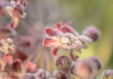 Asclepias syriaca 'nın pastel renklerle yakın plan görüntüsü