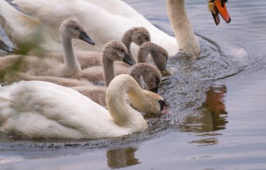 Gölette beslenen beyaz kuğu ailesi.