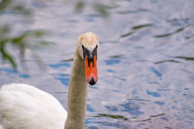 Doğanın arka planında beyaz bir kuğunun portresi
