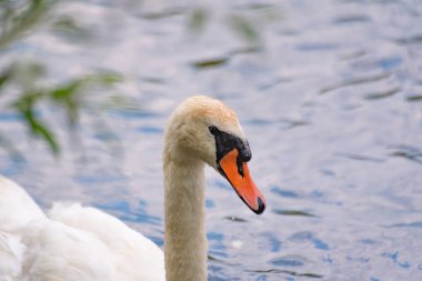 Doğanın arka planında beyaz bir kuğunun portresi