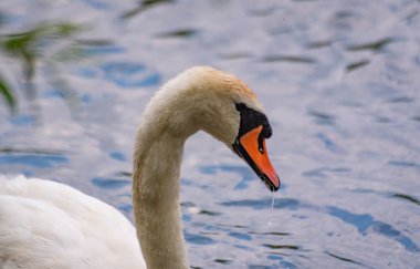 Doğanın arka planında beyaz bir kuğunun portresi