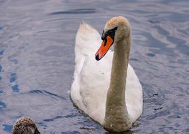 Doğanın arka planında beyaz bir kuğunun portresi