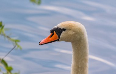 Doğanın arka planında beyaz bir kuğunun portresi