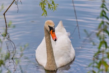 Doğanın arka planında beyaz bir kuğunun portresi