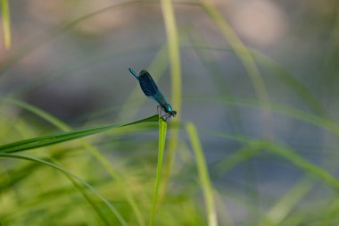 Yusufçuk doğal ortamında