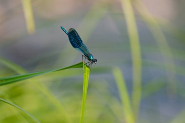 Yusufçuk doğal ortamında